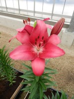 [4092 Cecina DJ No02.JPG]